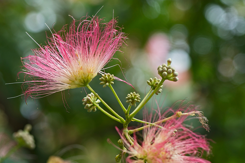 Blüte vom Seidenbaum