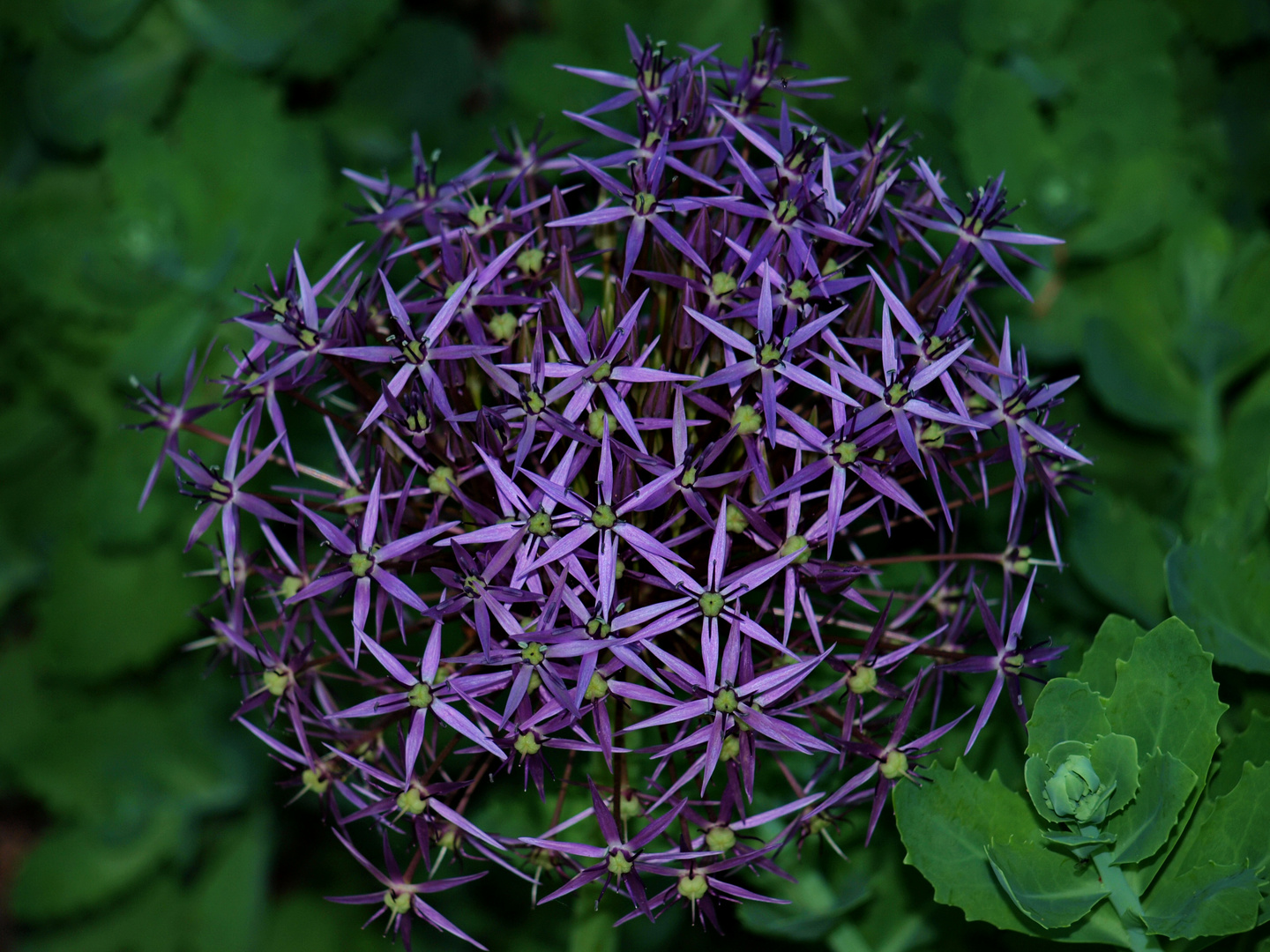 Blüte vom Sternkugellauch (geändert)