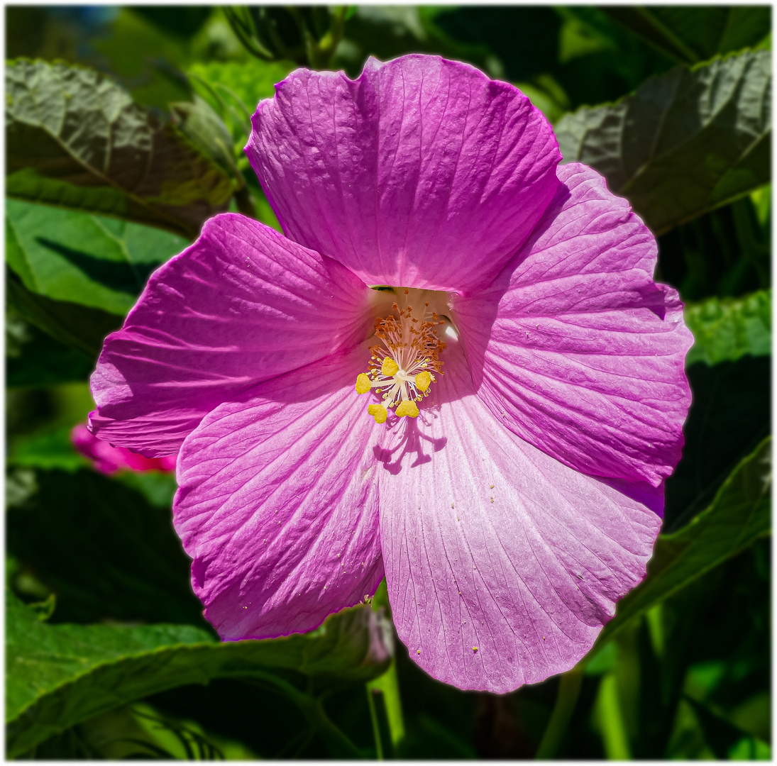 Blüte vom Sumpfeibisch