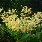 blüte vom teufelskrückstock -aralia