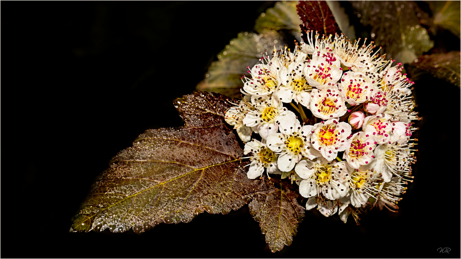 ~ Blüte vom Teufelsstrauch ~