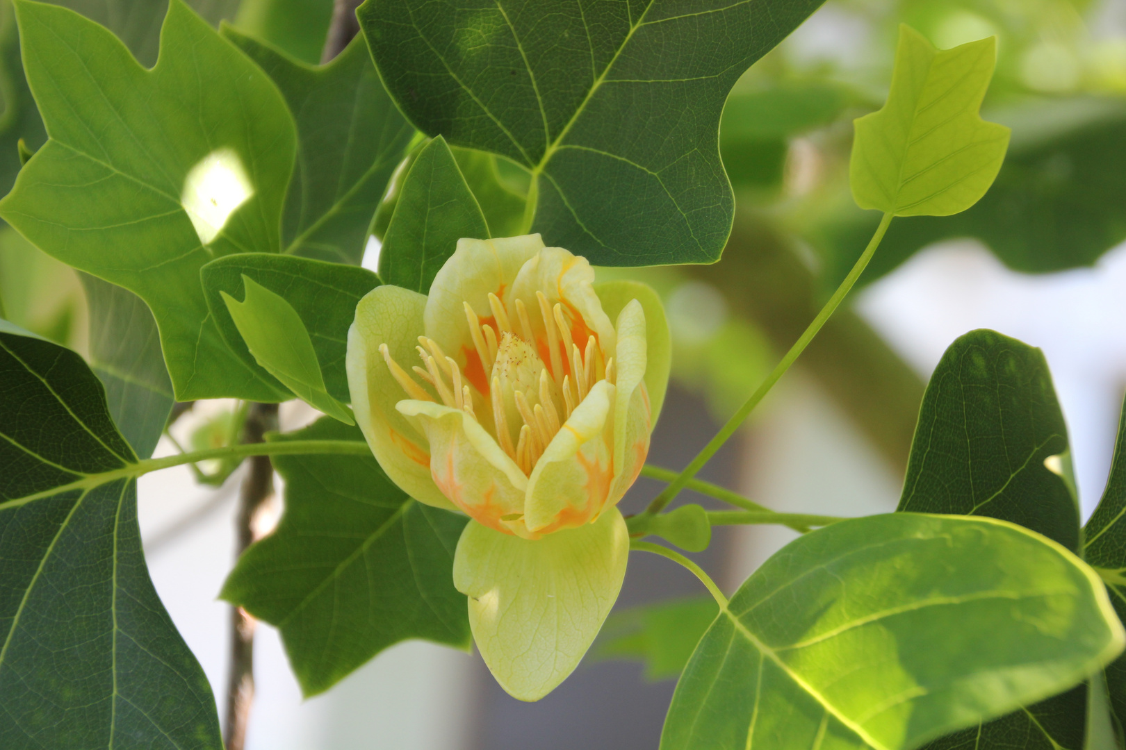 Blüte vom Tulpenbaum