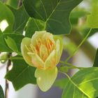 Blüte vom Tulpenbaum