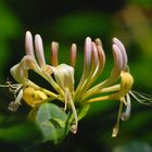 Blüte vom Waldgeisblatt