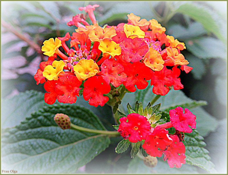 Blüte vom Wandelröschen Foto & Bild natur, pflanzen, pilze & flechten