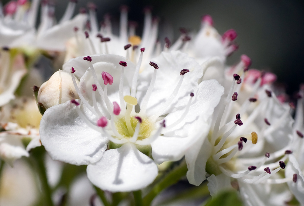 Blüte vom Weißdorne (Crataegus)