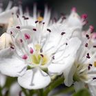 Blüte vom Weißdorne (Crataegus)