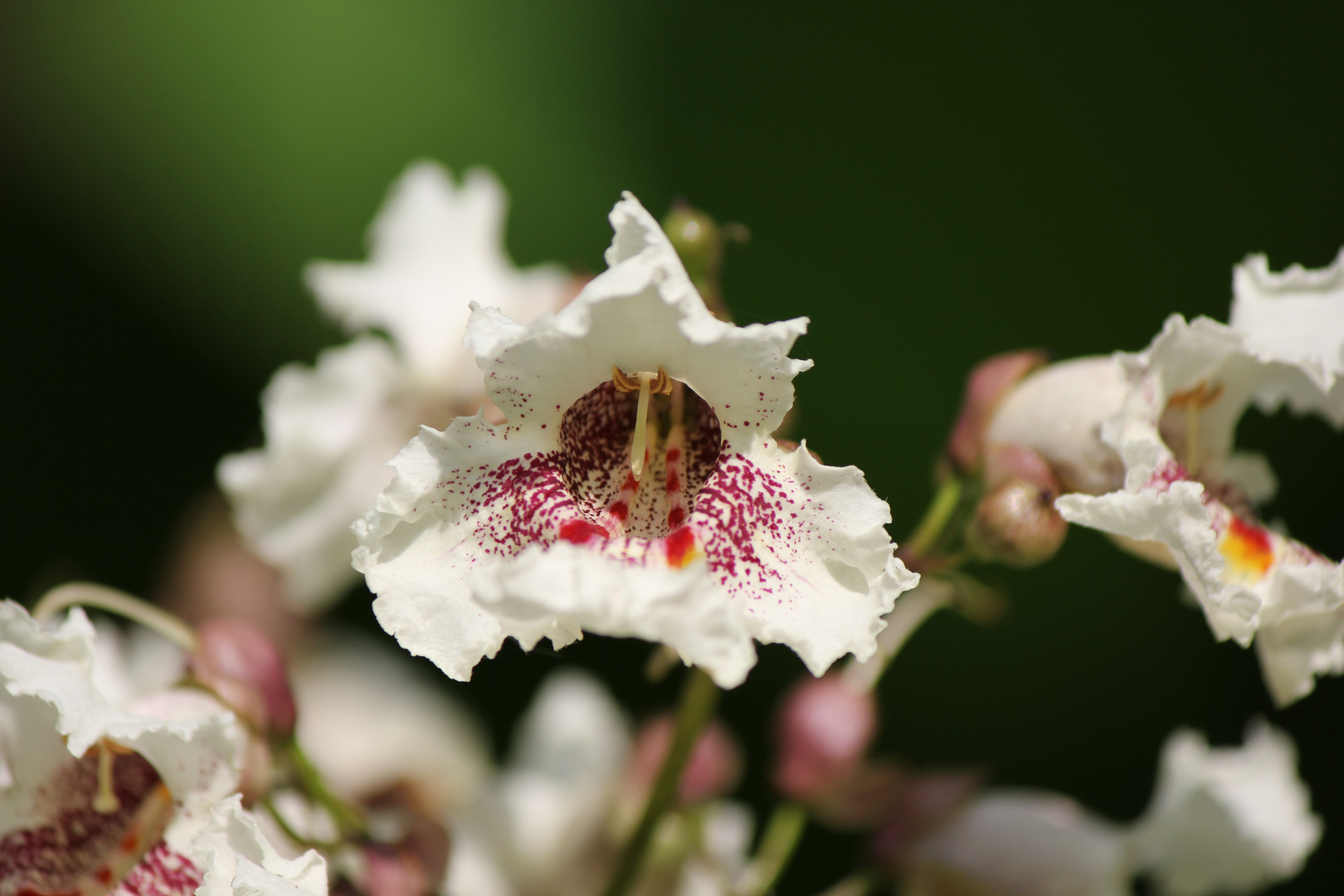 Blüte vomTrompetenbaum