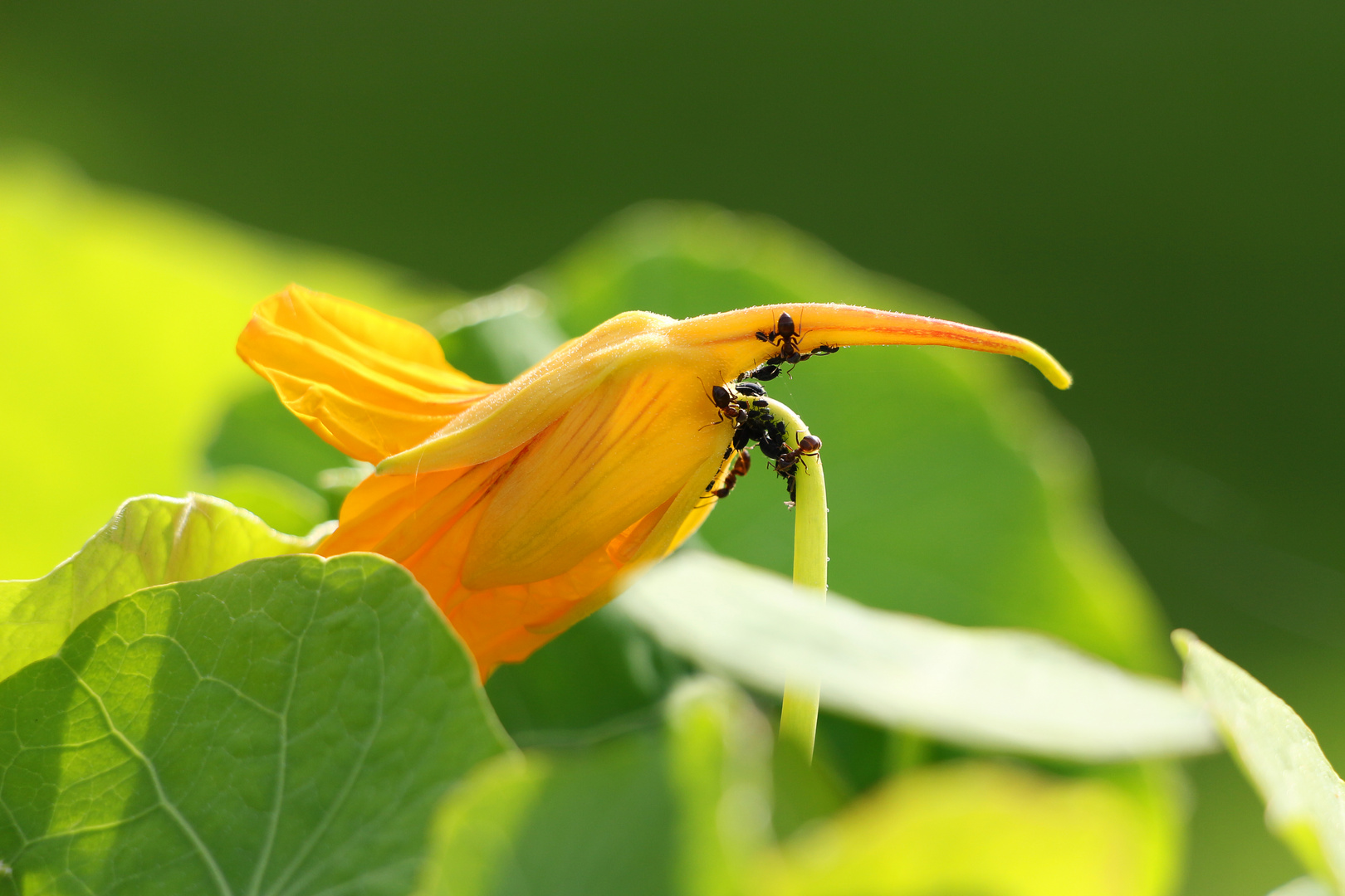 Blüte von Ameisen belagert