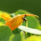 Blüte von Ameisen belagert