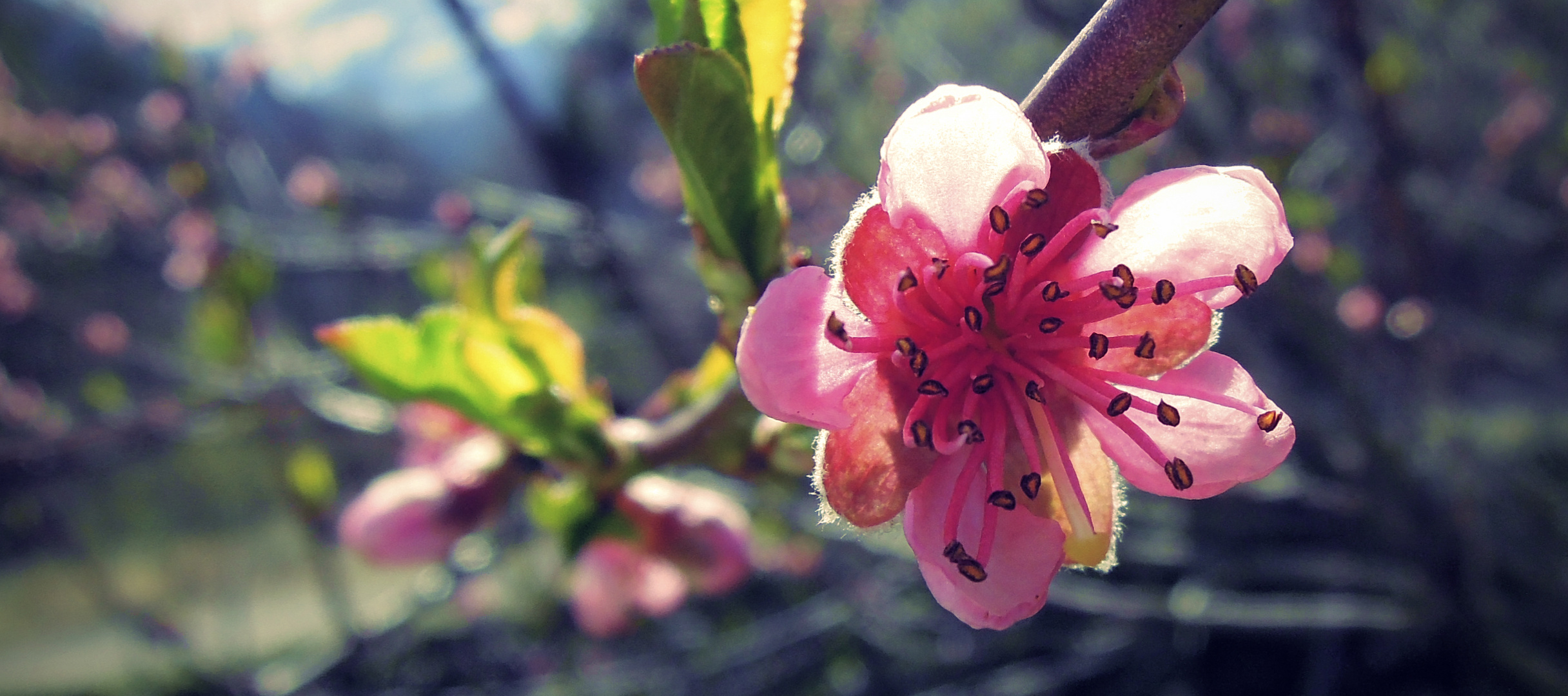 Blüte von Aprikosenbaum