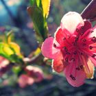 Blüte von Aprikosenbaum