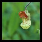 Blüte von Aristolochia californica