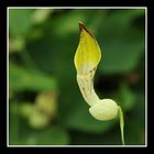 Blüte von Aristolochia raja
