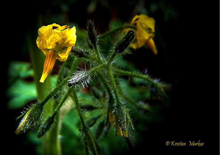 Blüte von Baby Tomaten