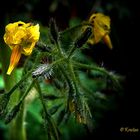 Blüte von Baby Tomaten