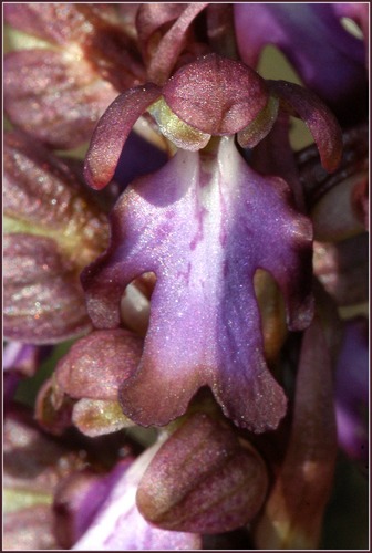 Blüte von Barlia robertiana