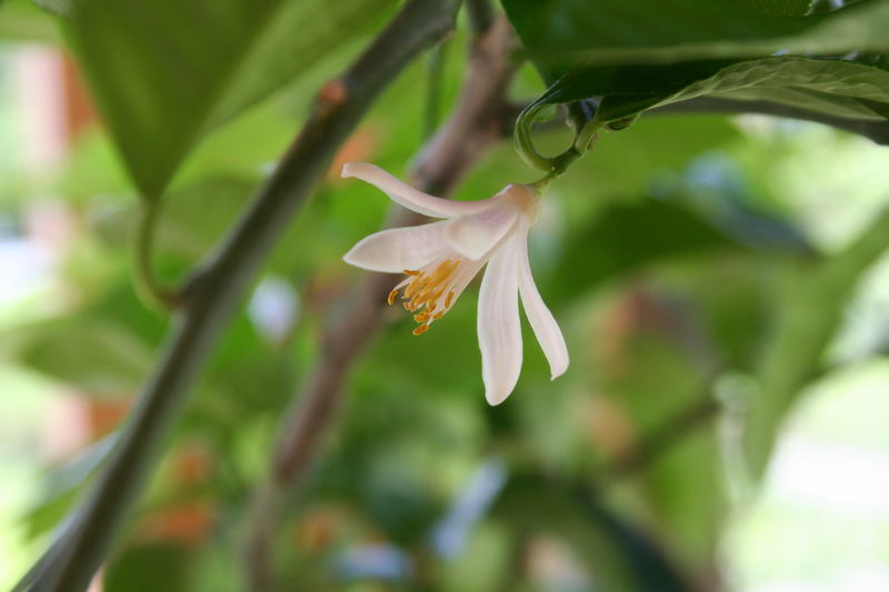 Blüte von Citrus limon