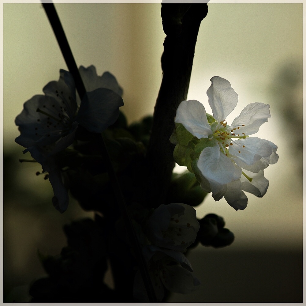 Blüte von deinem Baum