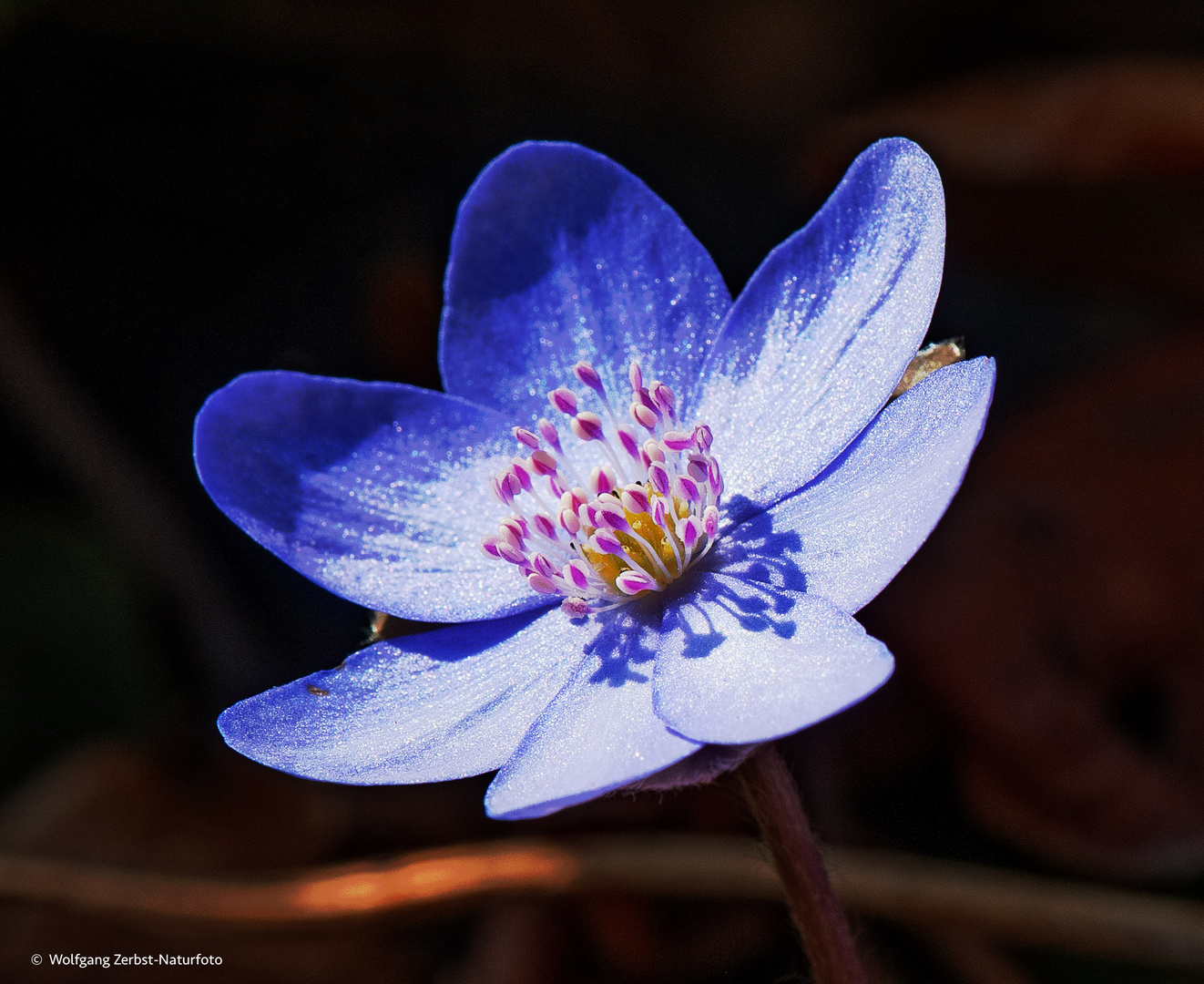 Blüte von der Leberblümchen-