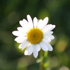 Blüte von der Margeritenblume