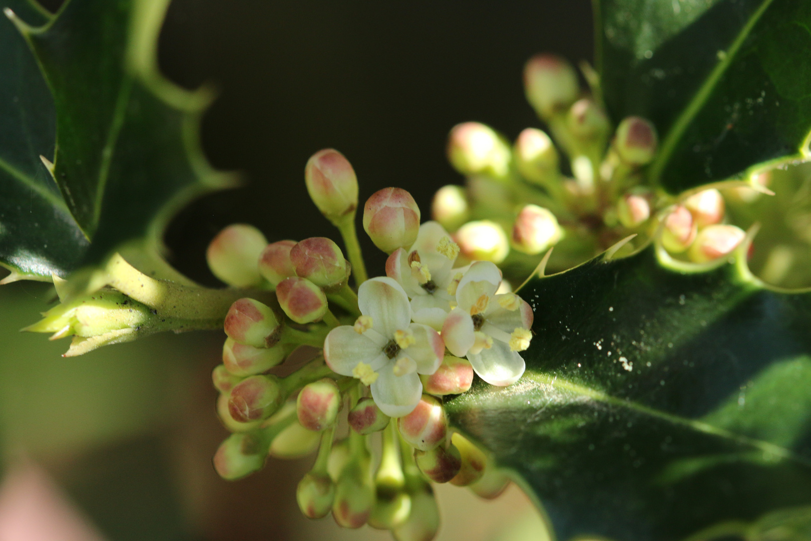 Blüte von der Stechpalme