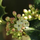 Blüte von der Stechpalme