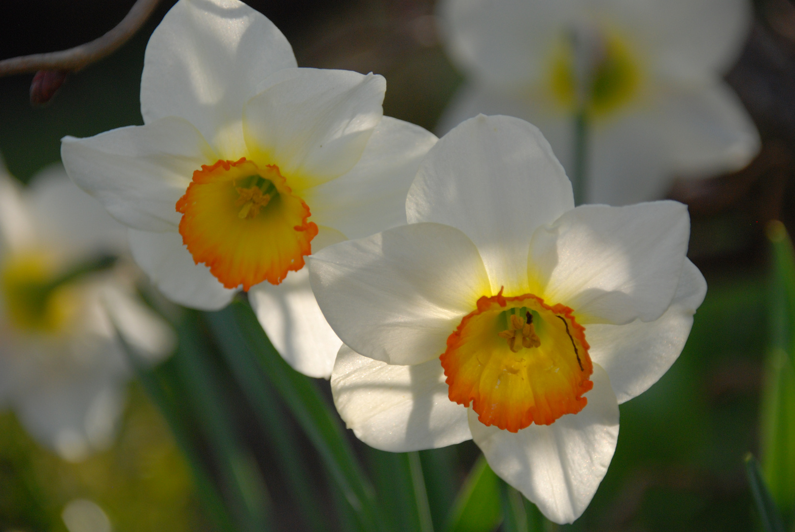 Blüte von Dichternarzissen