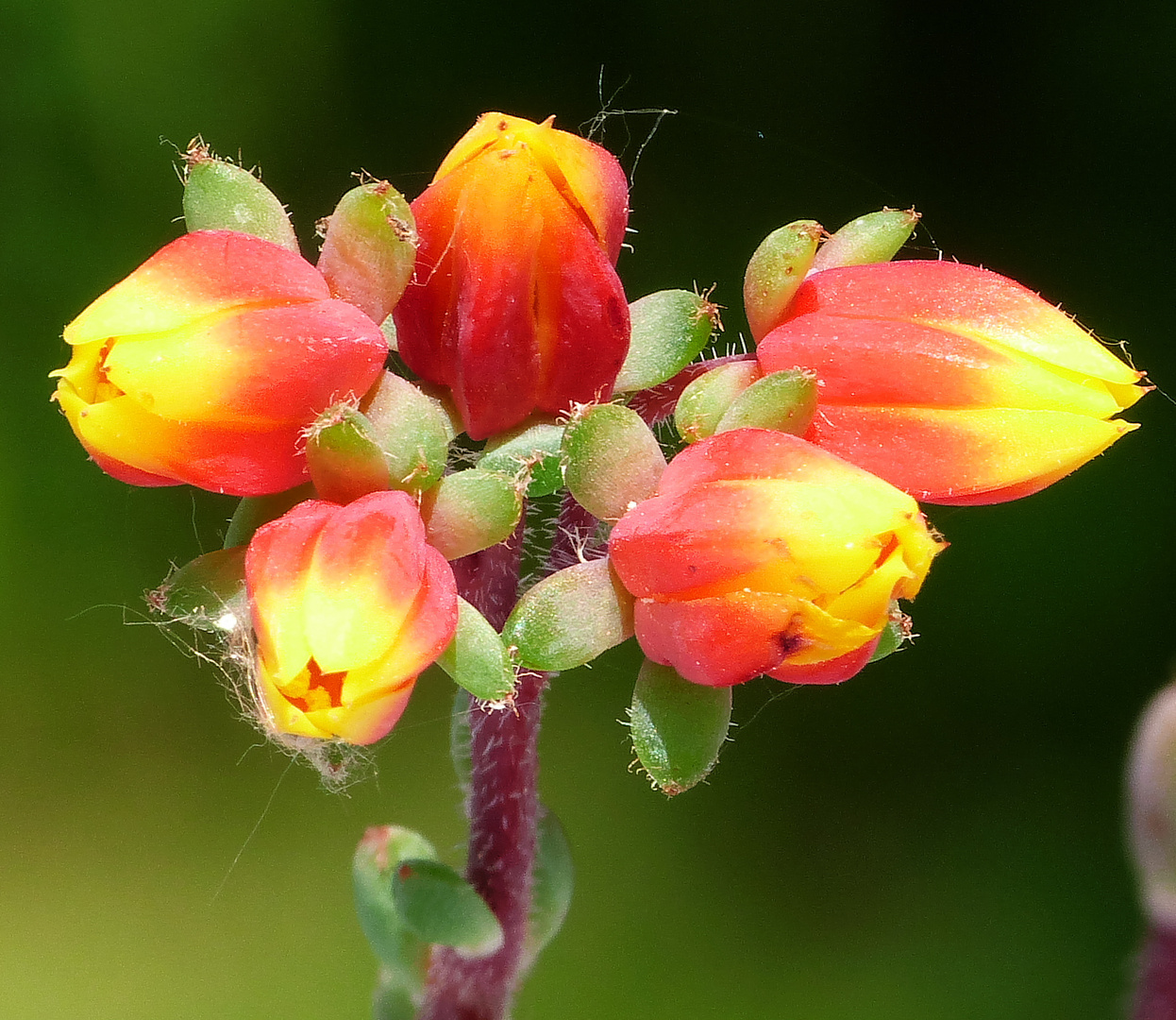 Blüte von Echeveria Setosa