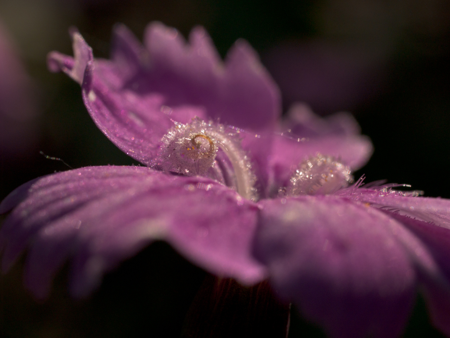 Blüte von einem Steingewächs