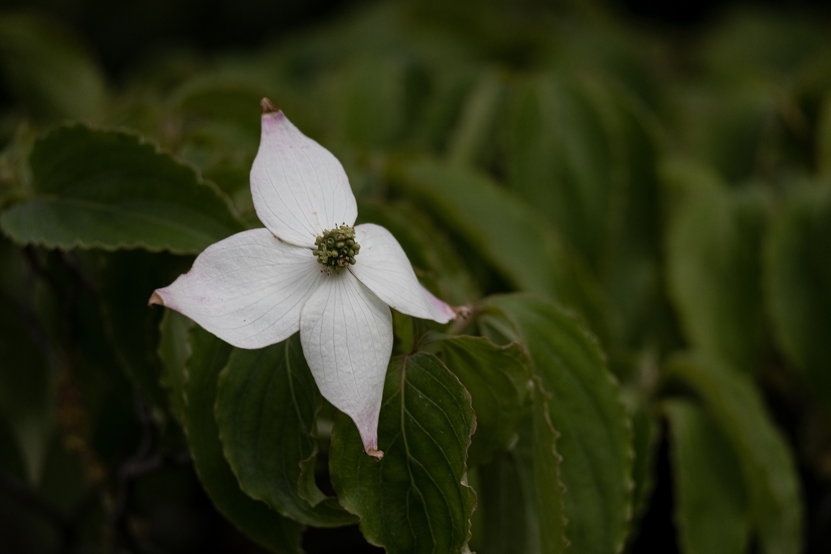 Blüte von einem Taschentuchbaum? 