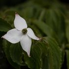 Blüte von einem Taschentuchbaum? 