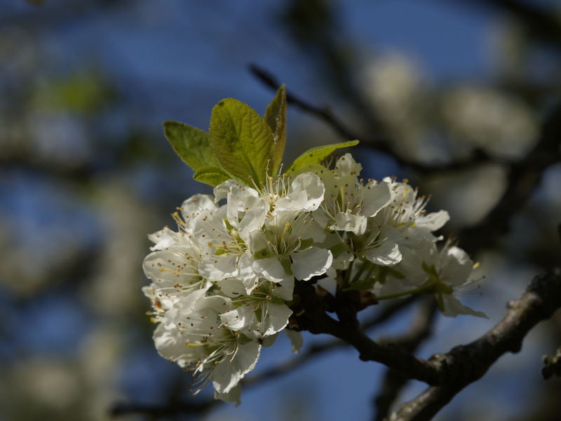 Blüte von einem Zwetschgenbaum