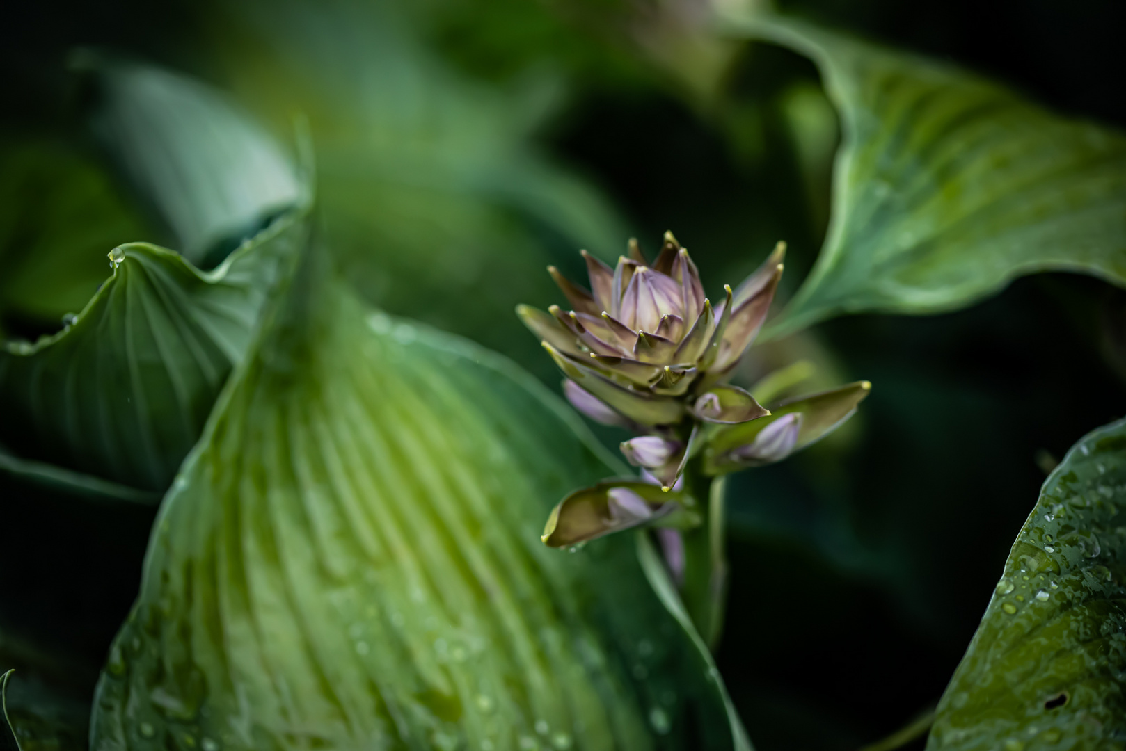 Blüte von einer Hosta-Funkie