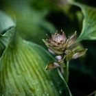 Blüte von einer Hosta-Funkie