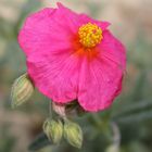 blüte von helianthemum