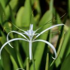 Blüte von Ismene (Hymenocallis)