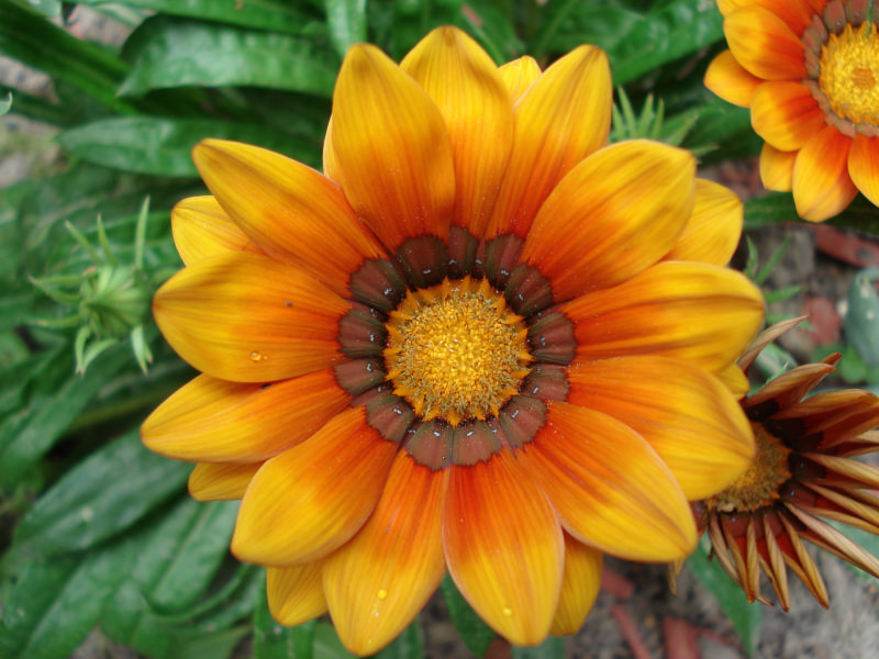Blüte von oben Foto & Bild pflanzen, pilze & flechten, blüten