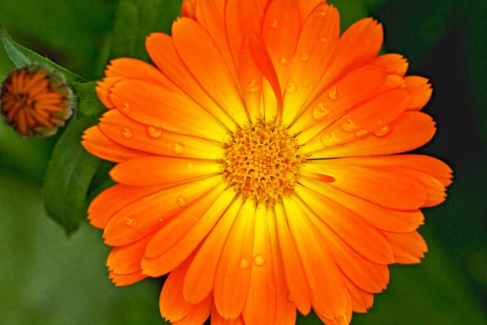 Blüte von oben 2 Foto & Bild pflanzen, pilze & flechten, bäume, blatt