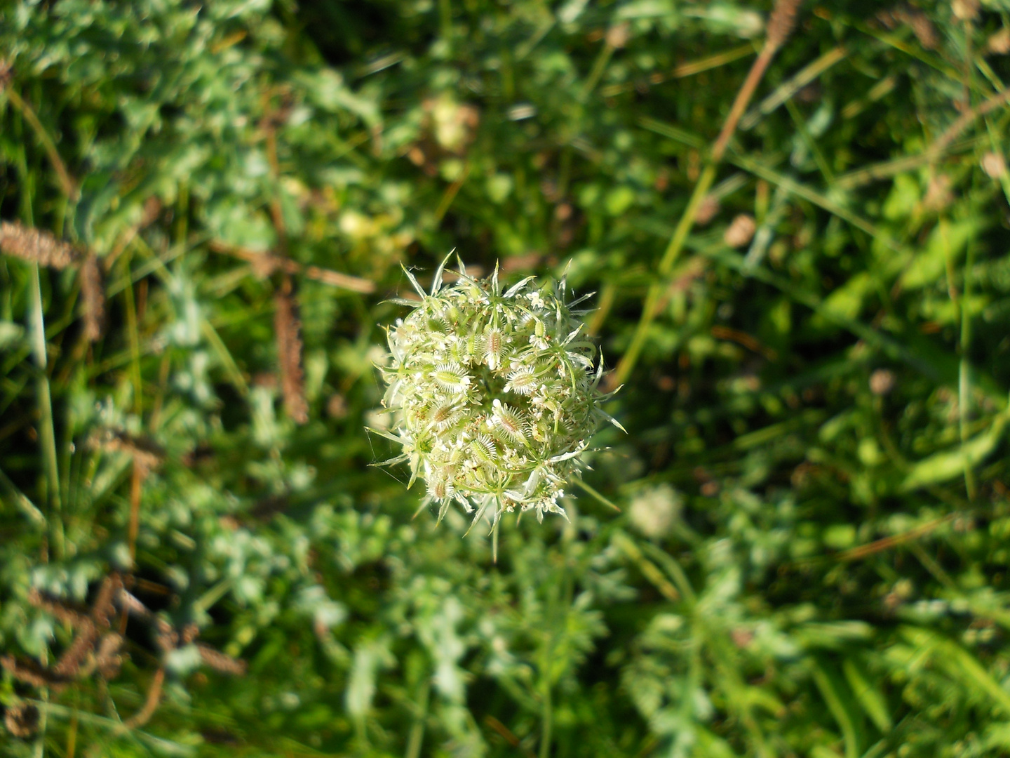 Blüte von oben