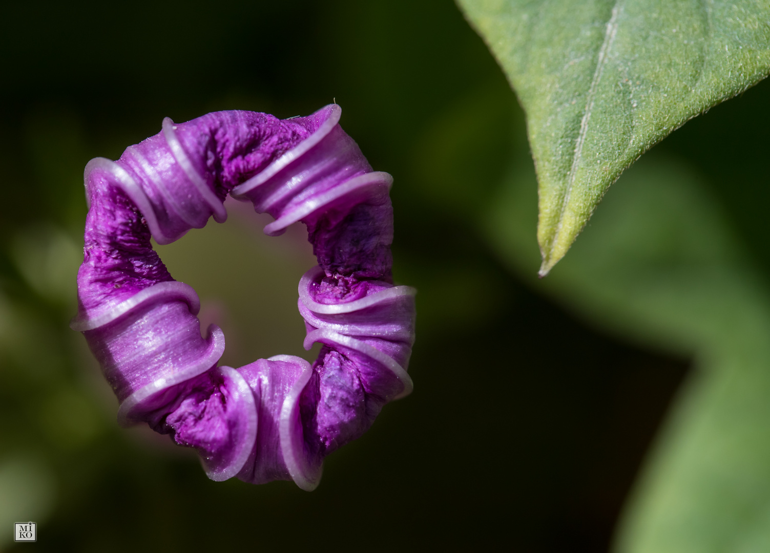 Blüte von oben