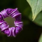 Blüte von oben