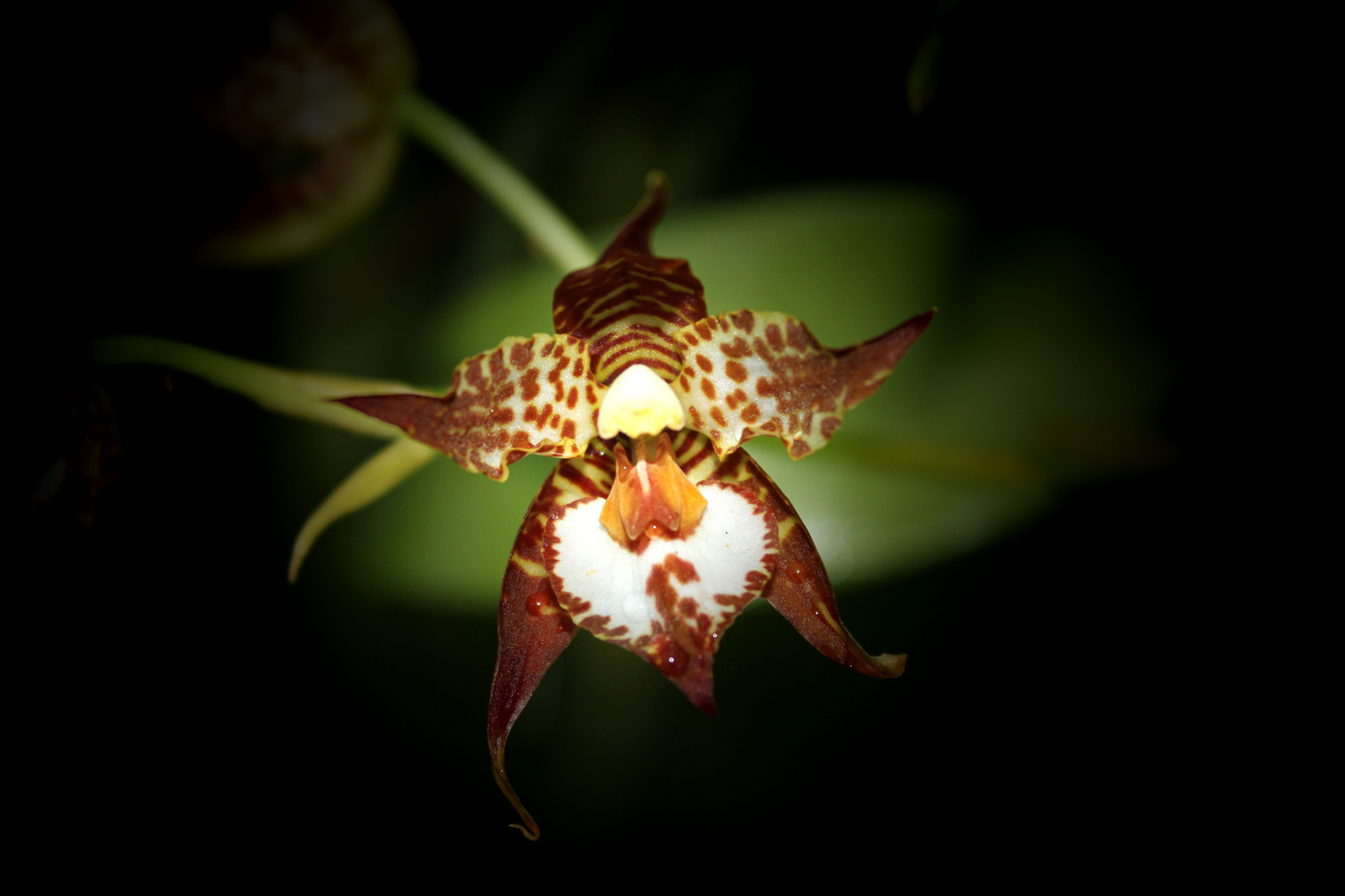 Blüte von Odontoglossum cordatum (Orchidee)
