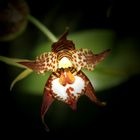 Blüte von Odontoglossum cordatum (Orchidee)
