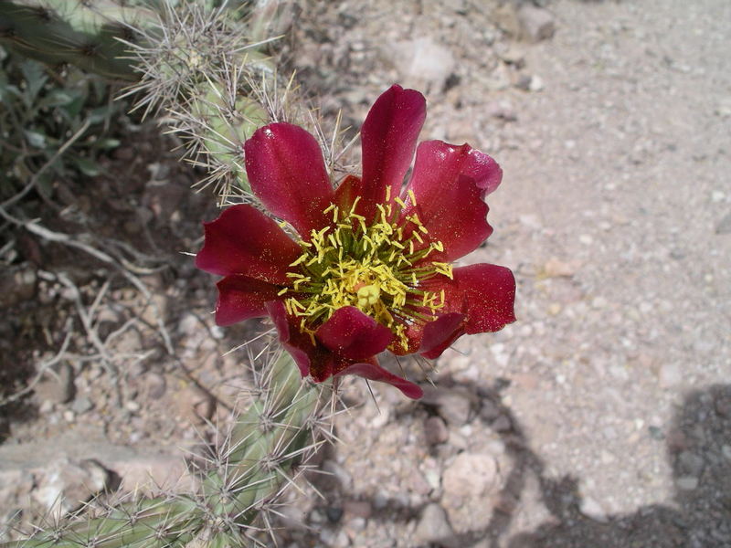 Blüte von Opuntie