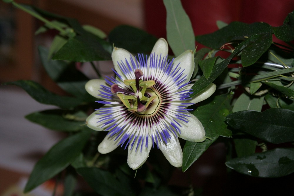 Blüte von Passiflora Caerulea