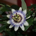 Blüte von Passiflora Caerulea