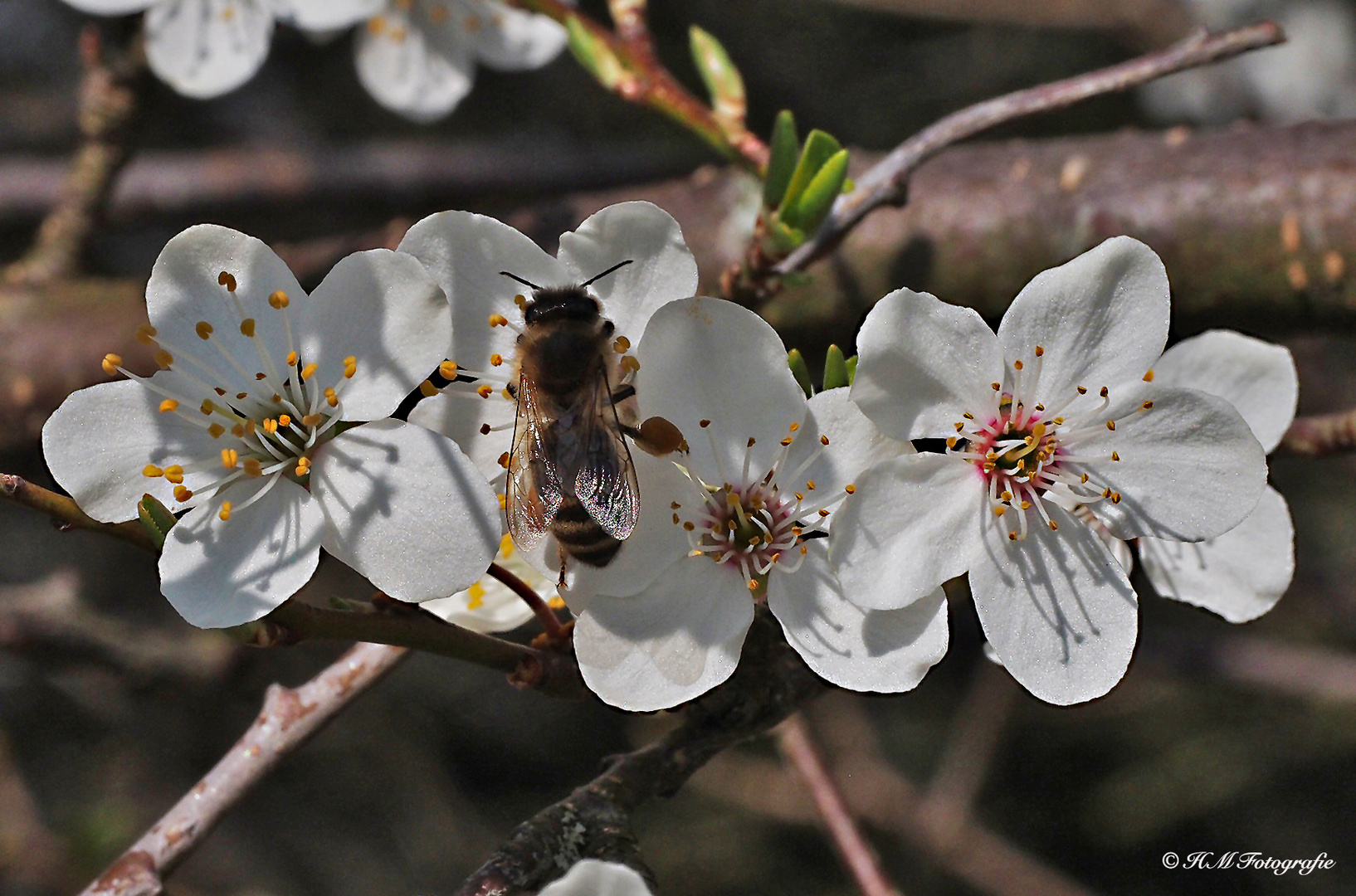 Blüte von Prunus cerasifera