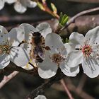 Blüte von Prunus cerasifera