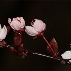 Blüte von Prunus cerasifera 'Nigra'